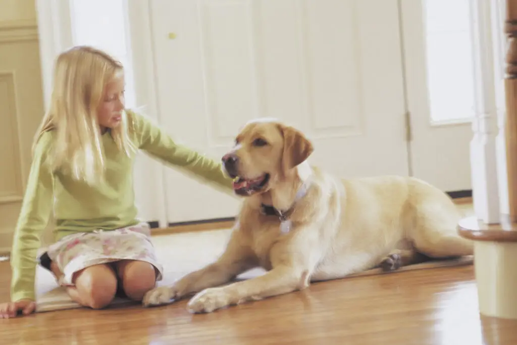 South Yorkshire Veterinary Practice Expanding Throughout The UK Following Investment